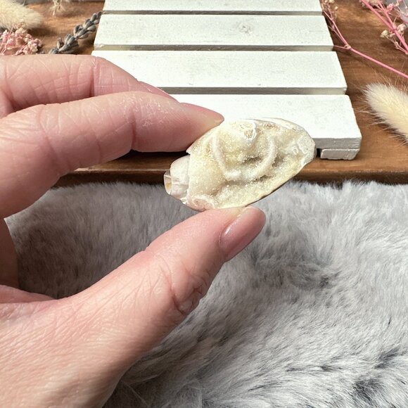 Beautiful Mini Fossil Shell - Picture 1 of 6